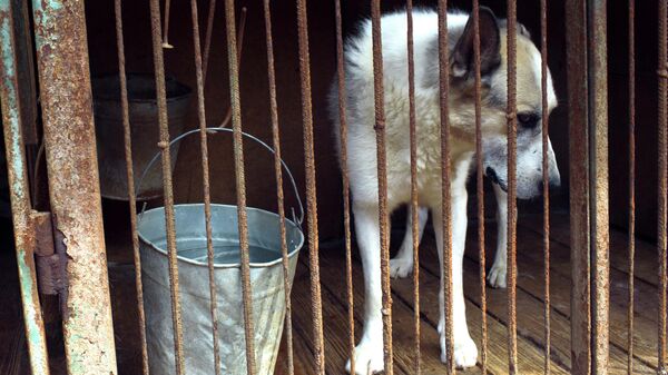 Собака в приюте для бездомных животных в Москве
