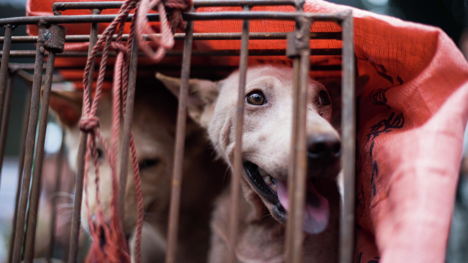 Клетка с собаками на фестивале собачьего мяса в городе Юйлинь, Китай - РИА Новости, 1920, 06.07.2019