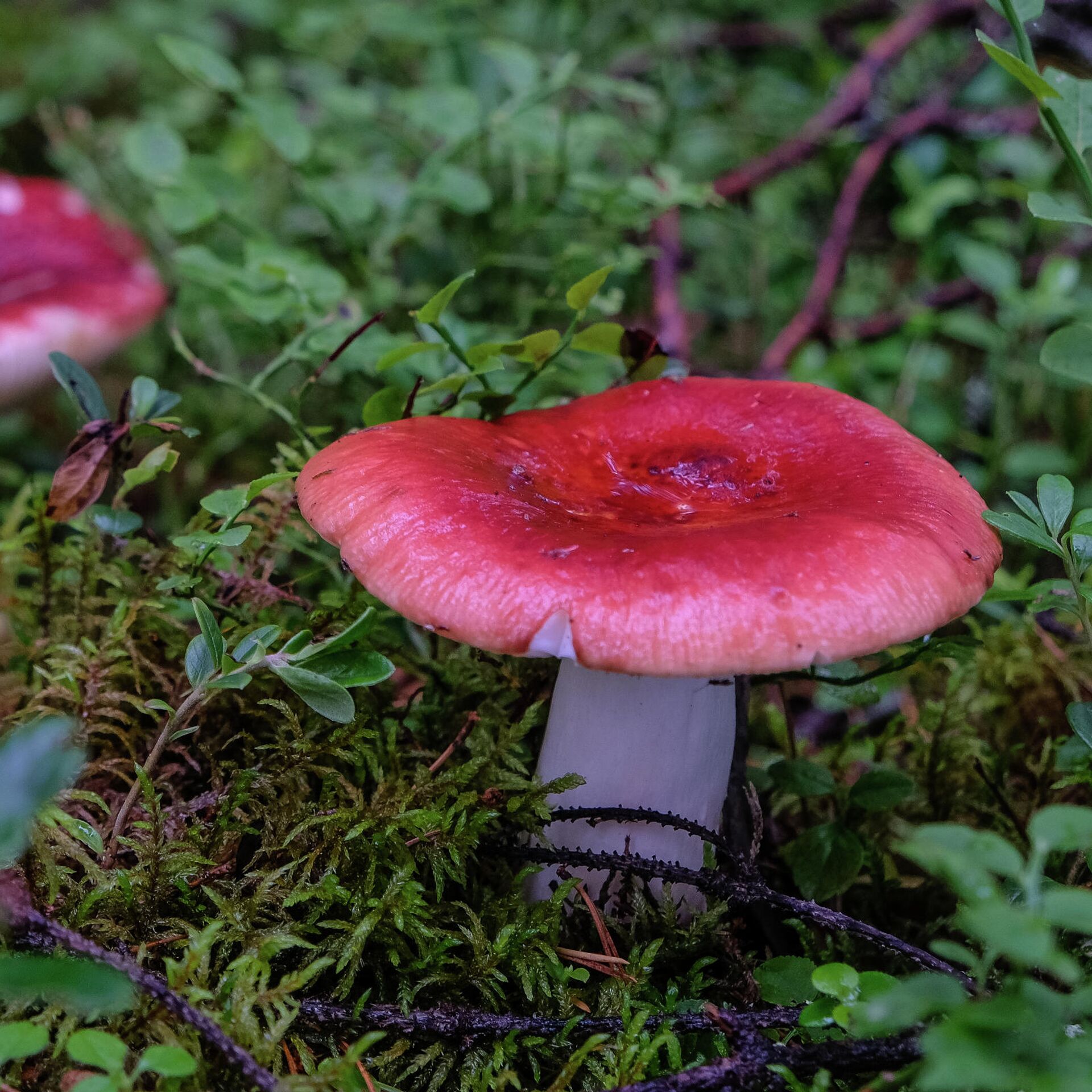 Сомневаешься — не бери: 7 ядовитых грибов в лесах России