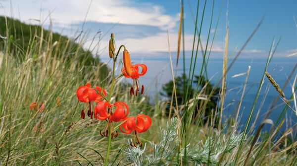 Цветы, растущие на острове Ольхон на озере Байкал в Иркутской области