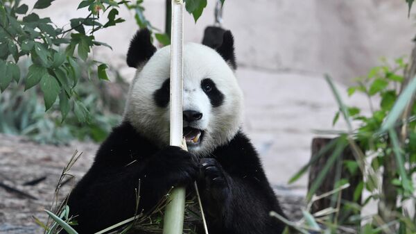 Большая панда, переданная Китаем Московскому зоопарку, в павильоне Фауна Китая