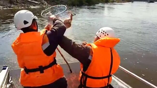 Спасение четвероногих: сотрудники МЧС вытаскивают из воды домашних животных