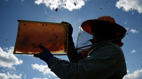 Пчеловод собирает мед на пасеке. Архивное фото