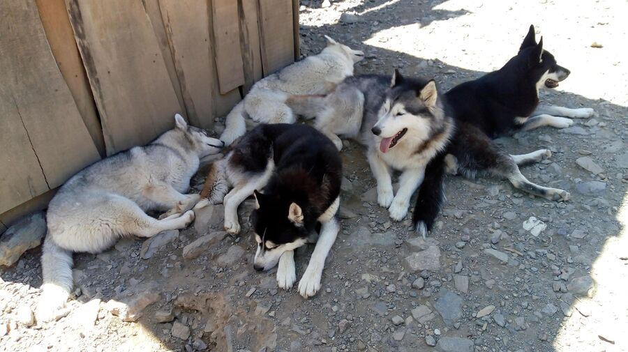 Собаки прячутся от солнца в Хаски Хутор