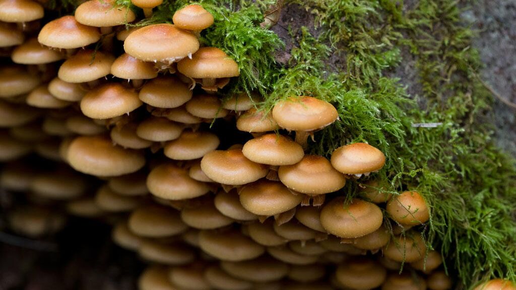 Galerina marginata - РИА Новости, 1920, 12.07.2019