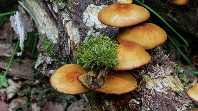 Galerina marginata