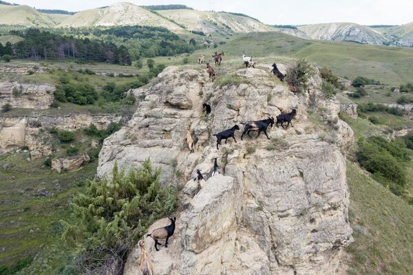 Горные козлы на горе на окраине Кисловодска