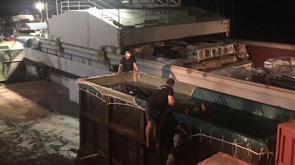 Трех косаток из китовой тюрьмы отправили на судне по Амуру к месту выпуска