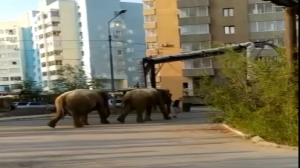 Слоны в Якутске 