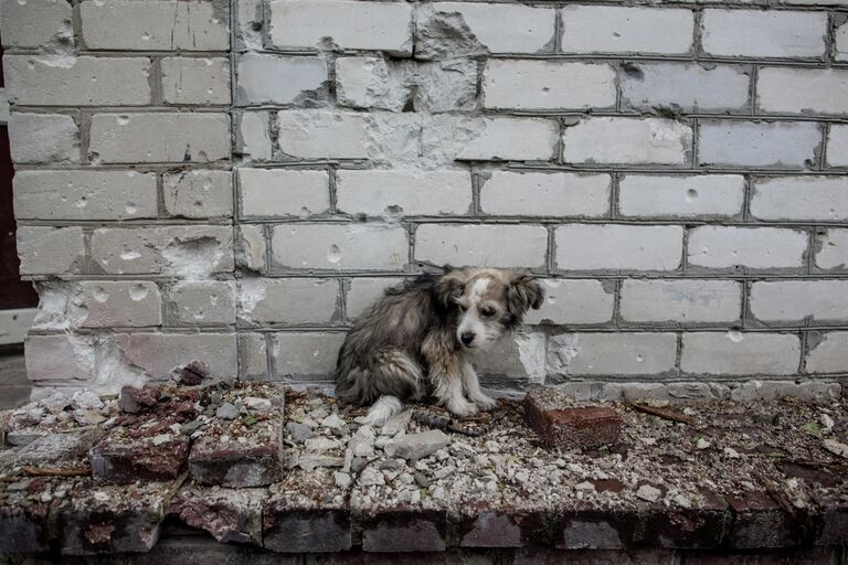 Собака во дворе дома в Славянске, где разорвался снаряд