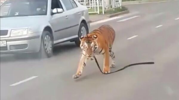 Стоп-кадр видео, на котором из стоящего в городской пробке автомобиля выбежал тигр