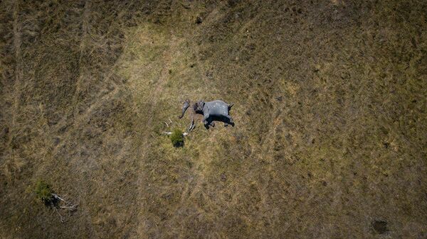 Джастин Салливан. Аэрофотоснимок африканского слона, убитого браконьерами – добытчиками слоновой кости в Северной Ботсване