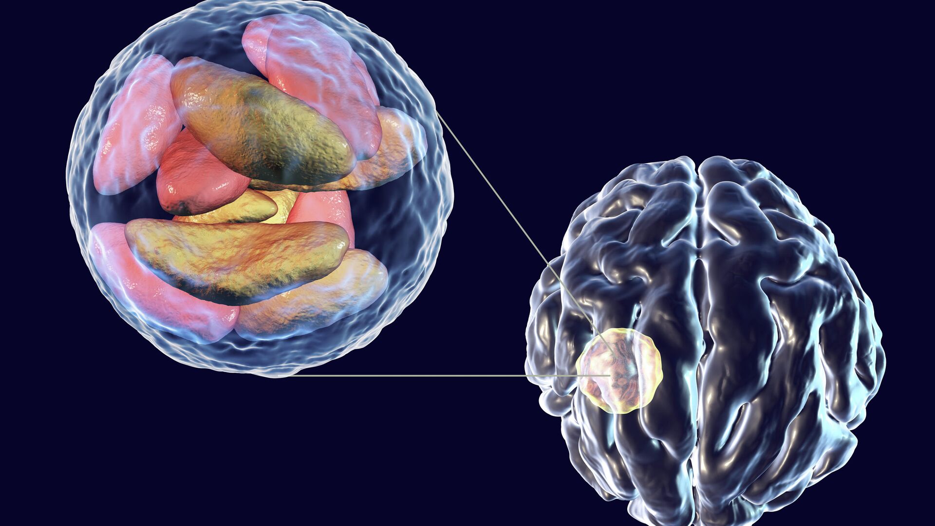 Токсоплазма Toxoplasma gondii - РИА Новости, 1920, 12.05.2021