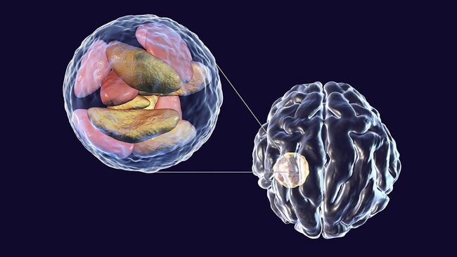 Токсоплазма Toxoplasma gondii