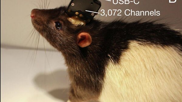Крыса-киборг с нейропротезом Neuralink