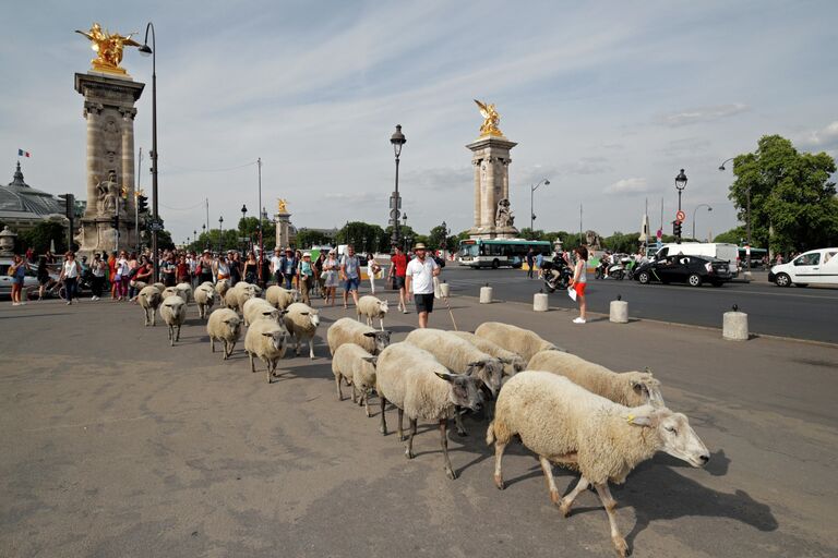 Перегон овец в Париже