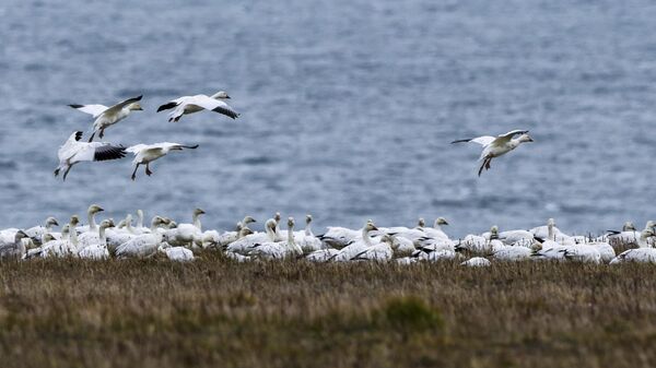 Белые гуси на острове Врангеля в Чукотском автономном округе