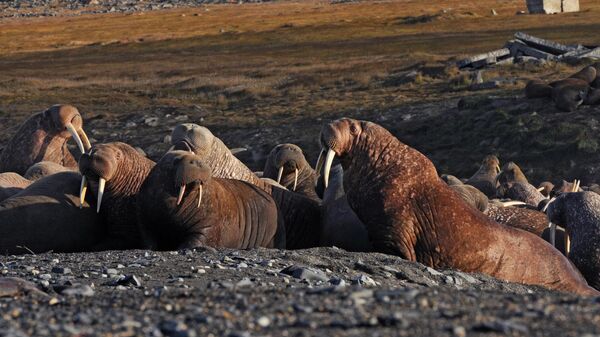 Лежбище моржей на мысе Кожевникова в арктической зоне Чукотки