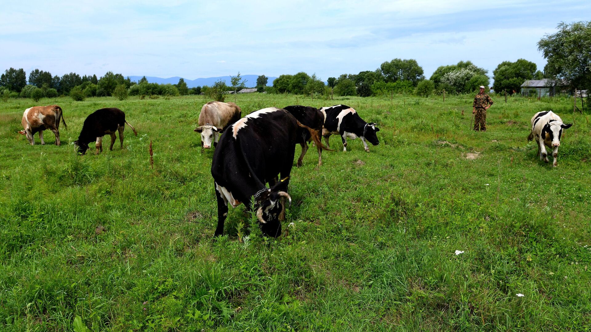 Коровы пасутся на дальневосточном гектаре в Хабаровском крае - РИА Новости, 1920, 05.06.2020
