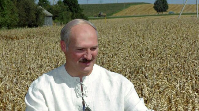 Президент Республики Беларусь Александр Лукашенко во время посещения сельскохозяйственного производственного кооператива Октябрь-Гродно Гродненского района