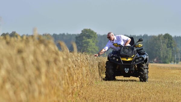 Президент Белоруссии Александр Лукашенко проверяет созревание зерновых культур на поле в Шкловском районе