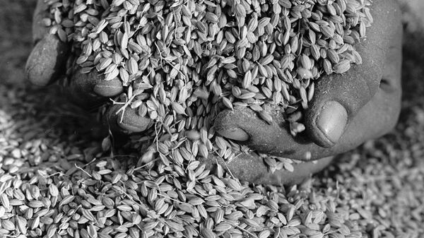 120 тонн вьетнамского риса с жуками-мукоедами задержано в Приморье