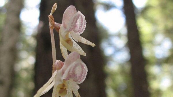 Орхидея, которая ведет подземный образ жизни, обнаружили в Московской области
