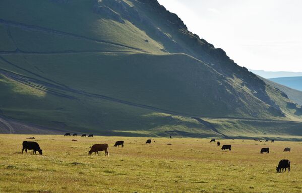 Пастбище коров в окрестностях горы Эльбрус в Кабардино-Балкарии