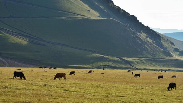 Пастбище коров в окрестностях горы Эльбрус в Кабардино-Балкарии
