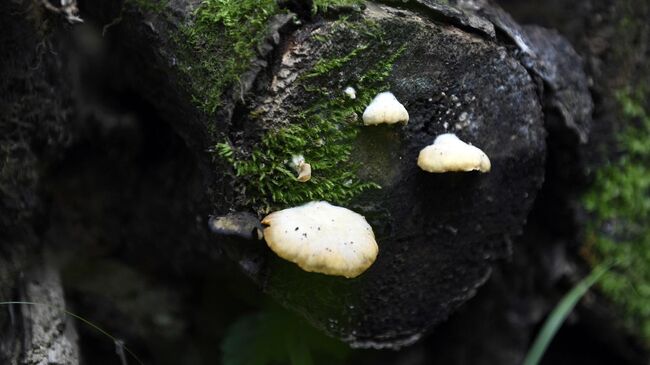 Гриб Crepidotus tobolensis (Крепидот тобольский) 