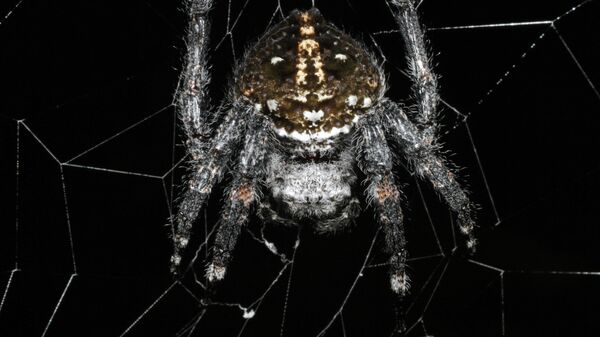 Дарвиновский паук, создатель самого прочного биоматериала на Земле