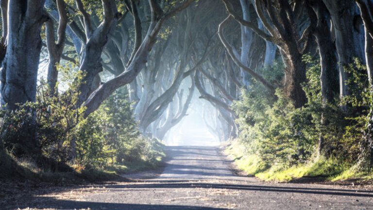 Буковая аллея The Dark Hedges, где снимали Игру престолов. Белфаст, Северная Ирландия.