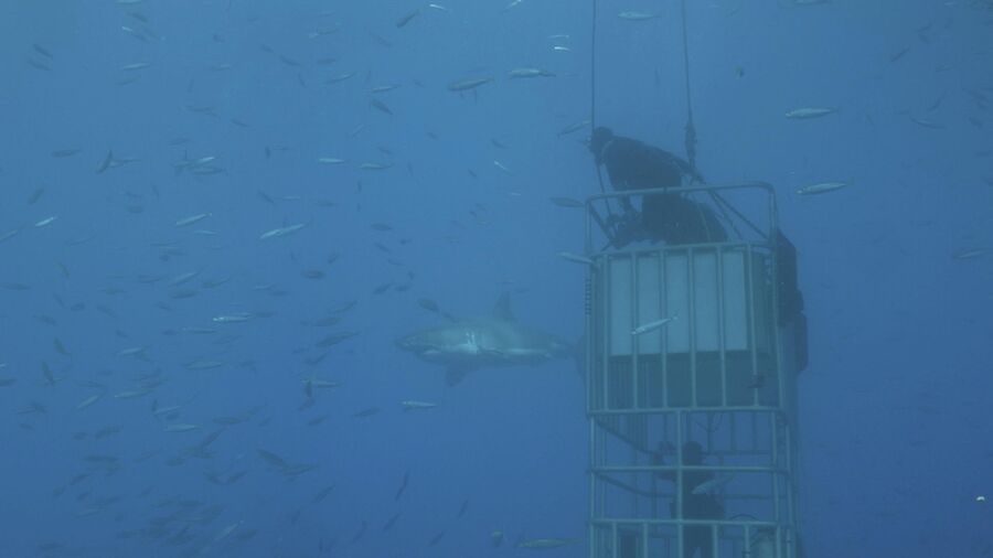 Мексика, остров Гуадалупе. Валдис Пельш  на крыше клетки в океане, близко подплыла большая белая акула, во время съемок фильма Большой белый танец