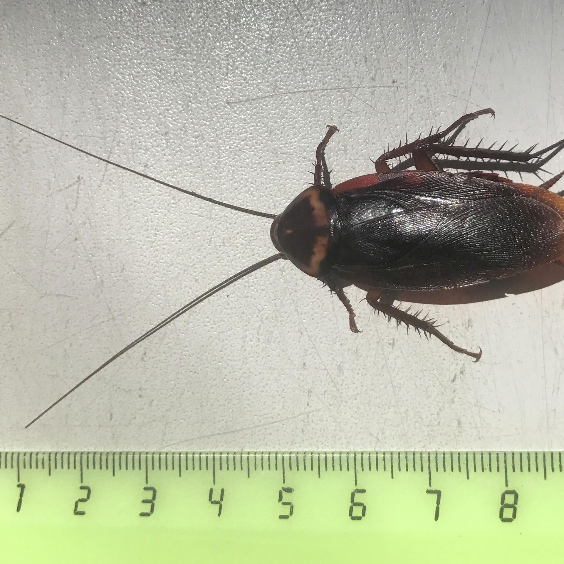 Какие виды тараканов могут постоянно жить и размножаться в квартире?
