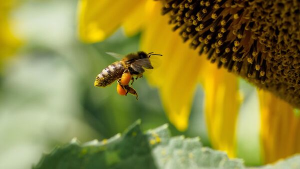 Пчела на цветке подсолнечника в Краснодарском крае