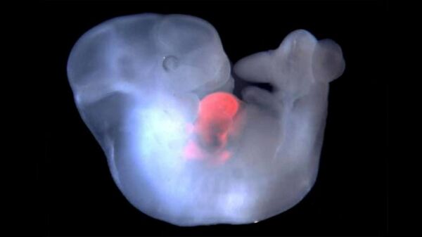 Эмбрион мыши с клетками крысы в сердце
