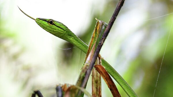 Зеленая змея в саду 