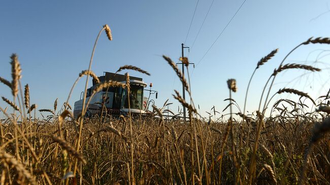 Уборка урожая зерновых