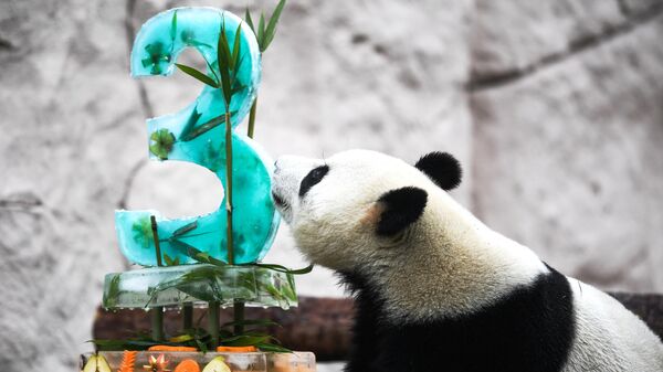 Панда Жуи во время празднования Дня рождения в Московском зоопарке