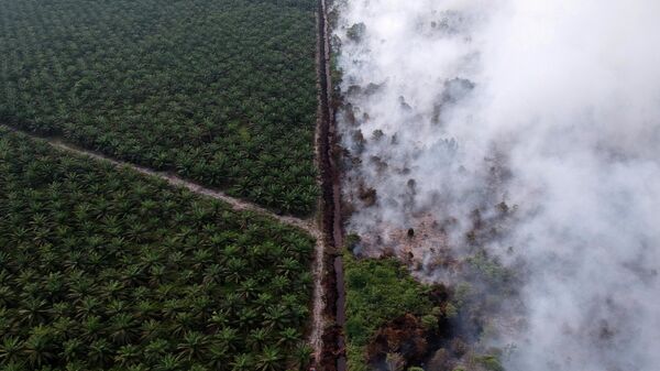 Лесные пожары в Муаро-Джамби в Индонезии 