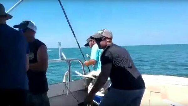 В США акула укусила за ногу поймавшего ее рыбака