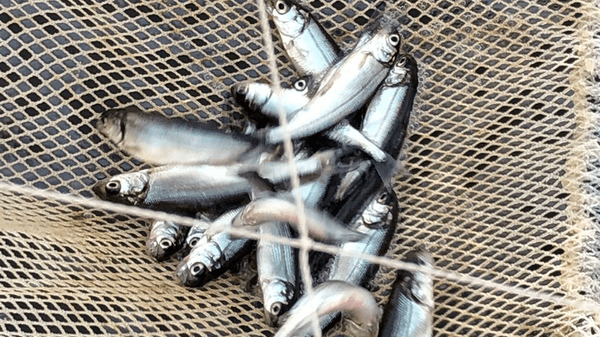Ямальские рыбоводы готовятся к первому выпуску молоди чира в реку Таз
