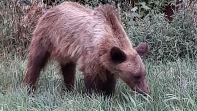 Медведица, сбежавшая во время перевозки в Ингушетию у поселка Первомайский Оренбургской области