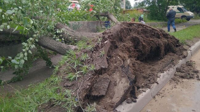 Поваленное дерево