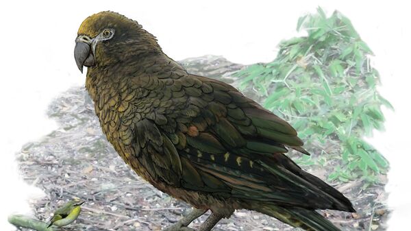 Так художник представил себе гигантского попугая Heracles, жившего на Новой Зеландии 10-20 миллионов лет назад