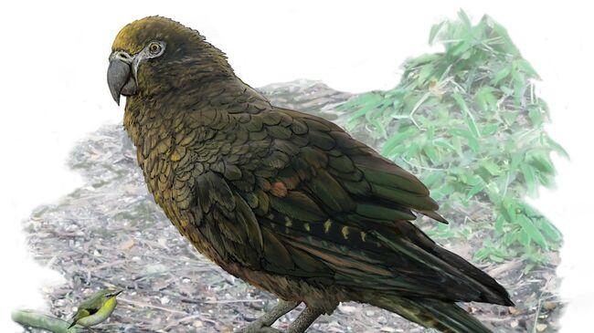 Так художник представил себе гигантского попугая Heracles, жившего на Новой Зеландии 10-20 миллионов лет назад