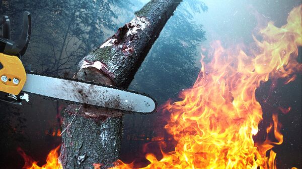 
Лесорубы сжигают Сибирь: незаконный промысел за дымовой завесой