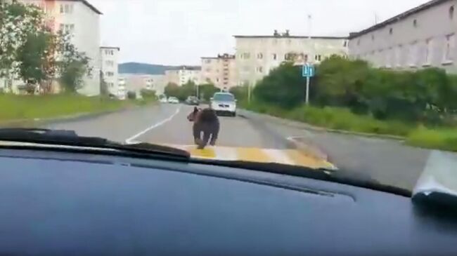 Погоня за медведем в Магадане. Стоп-кадр видео