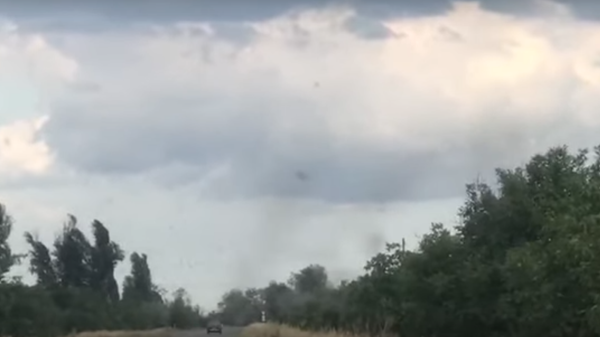 Смерч летающих муравьев на Украине сняли на видео