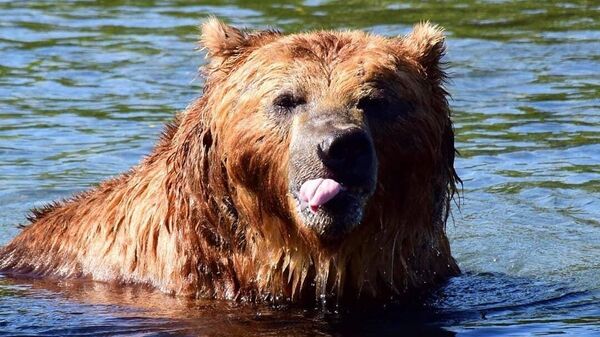 Бурый медведь в Кроноцком государственном заповеднике